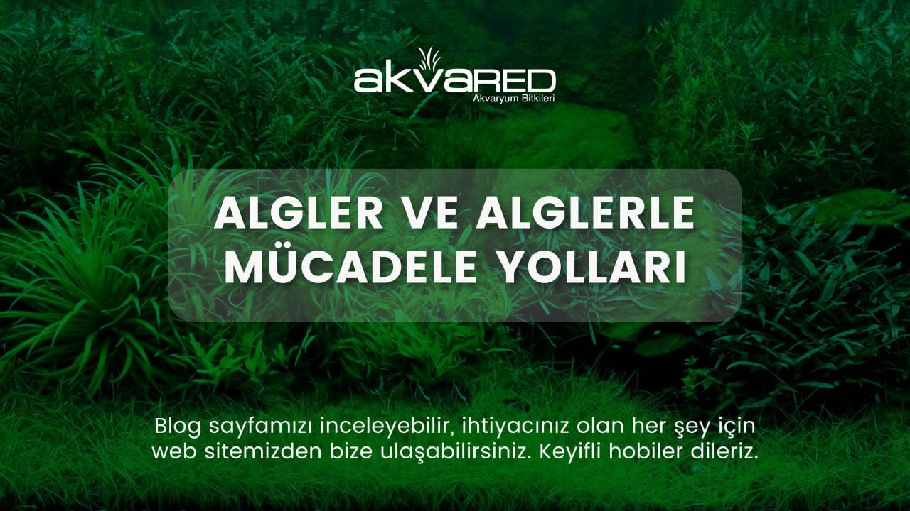Algler ve Alglerle Mücadele Yolları