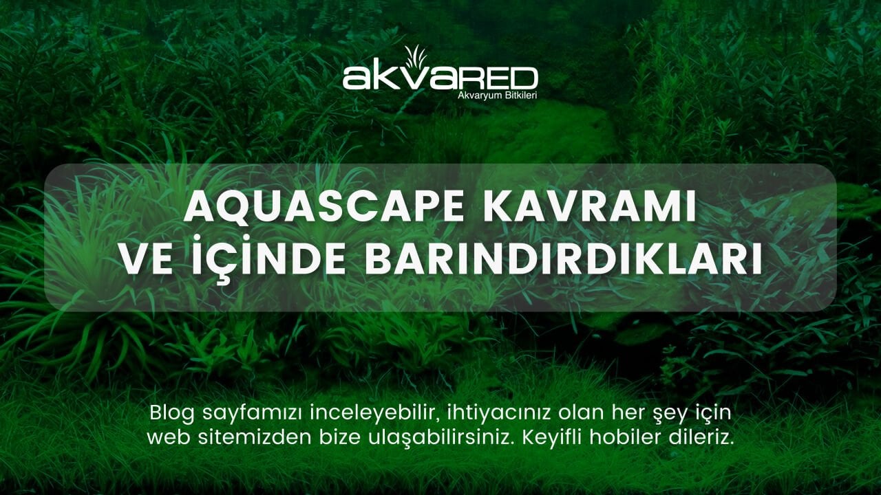 Aquascape Kavramı ve İçinde Barındırdıkları