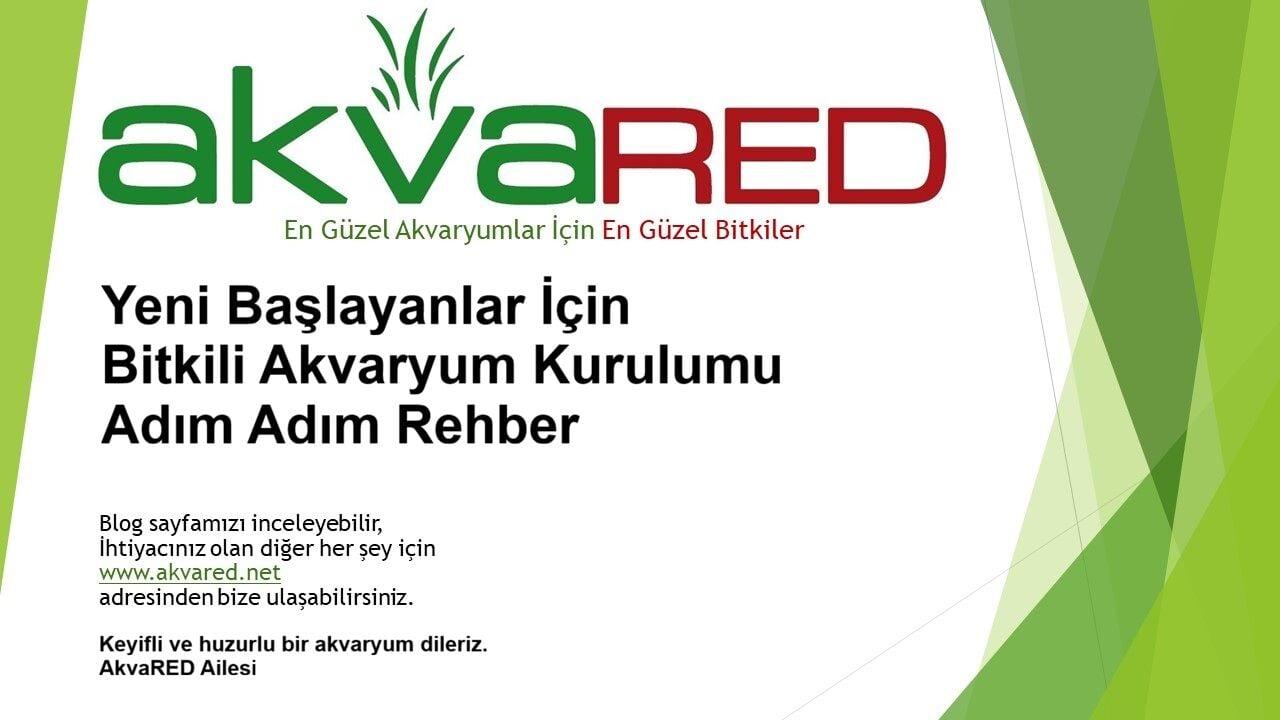 Yeni Başlayanlar İçin Bitkili Akvaryum Kurulumu – Adım Adım Rehber