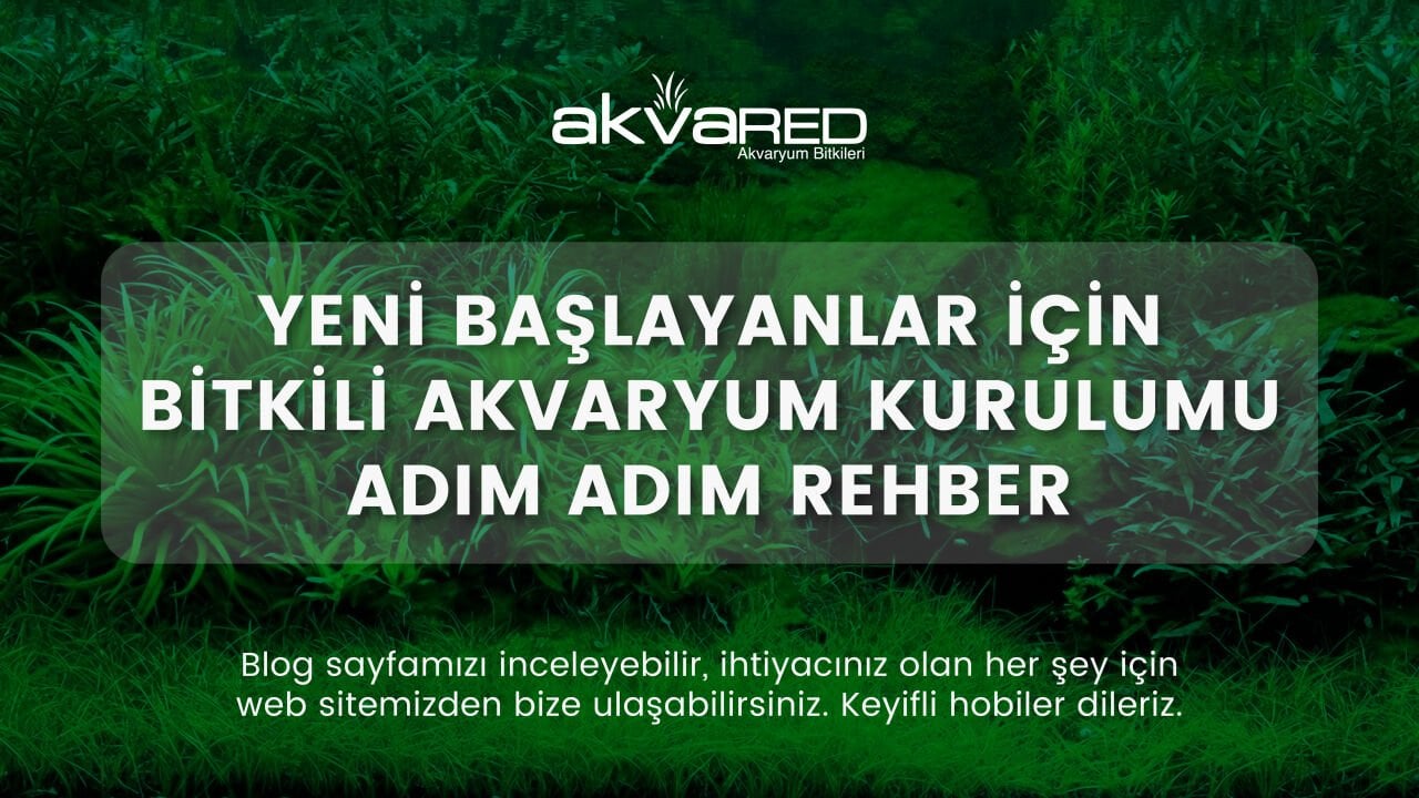 Yeni Başlayanlar İçin Bitkili Akvaryum Kurulumu – Adım Adım Rehber