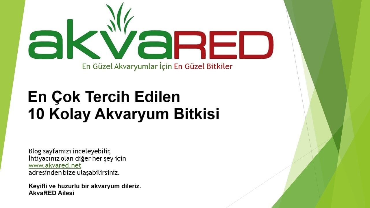 En Çok Tercih Edilen 10 Kolay Akvaryum Bitkisi