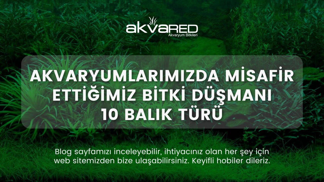 En Çok Tercih Edilen 10 Kolay Akvaryum Bitkisi