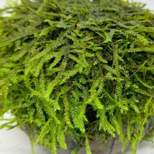 Moss (Yosun)