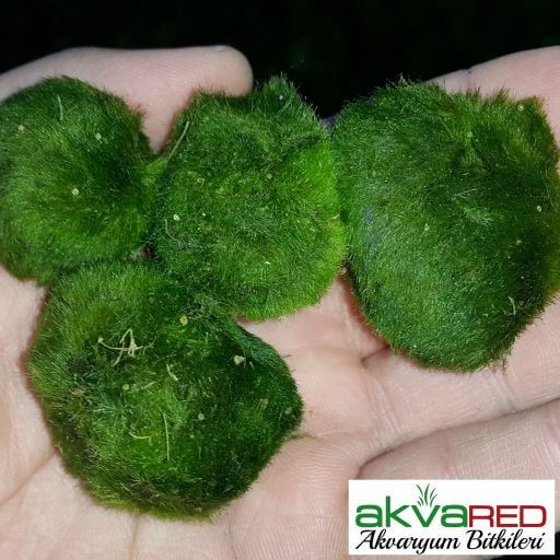 Marimo Moss Ball