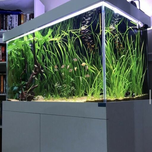 Kullanım Yerine Göre Bitkiler