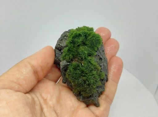 Moss Sarılı Dekorlar