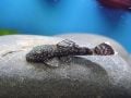Vatoz/Pleco Balıklarına Uygun Bitkiler