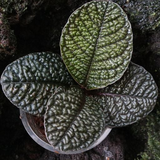 JUNGLE PLANTS ÖN SİPARİŞ