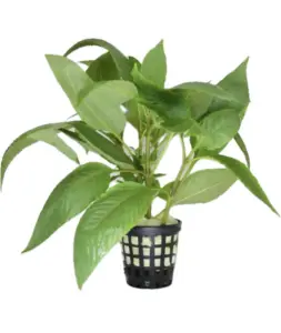 Hygrophila stricta SAKSI