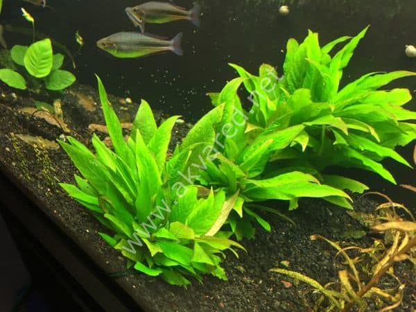 Hygrophila stricta SAKSI