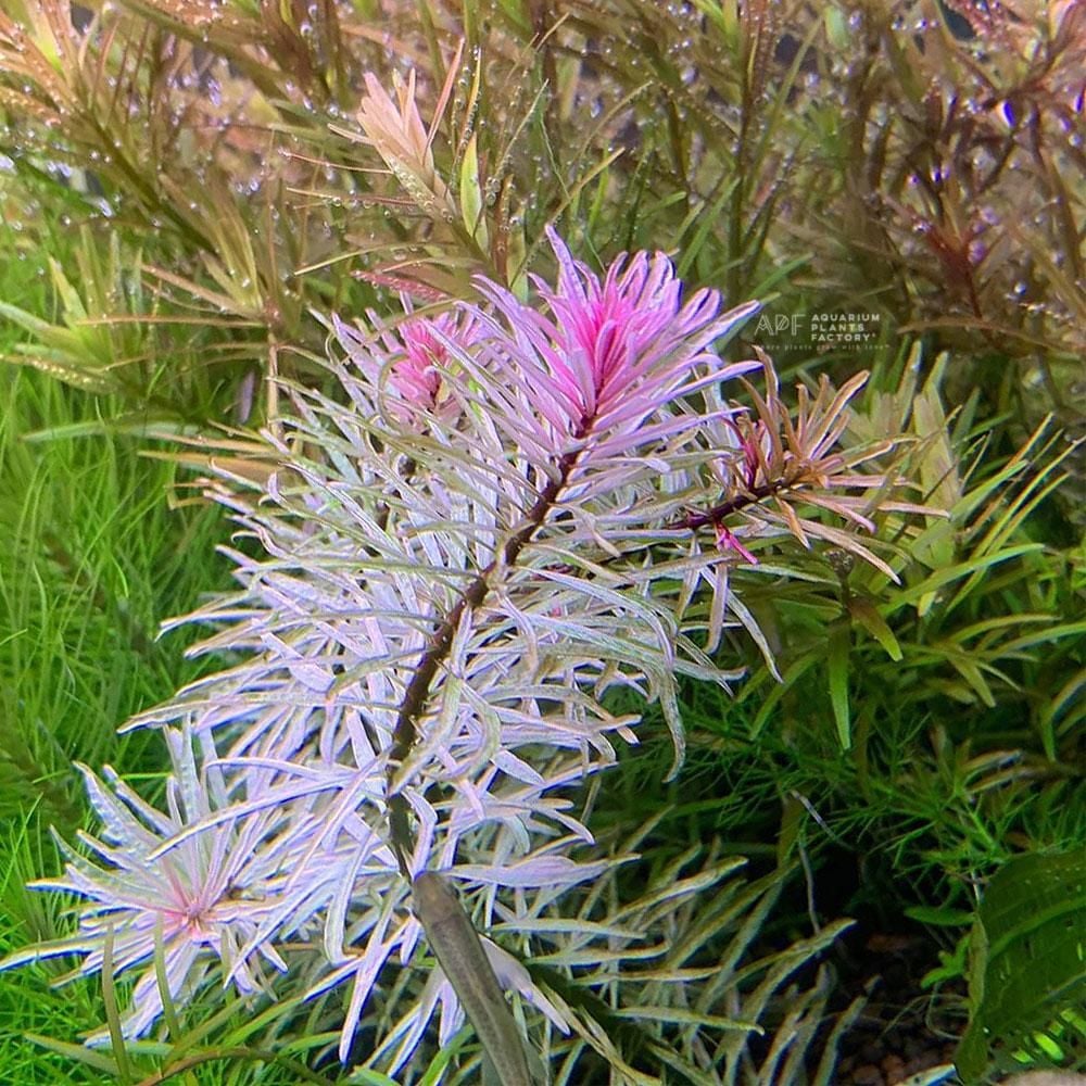 Ludwigia sp.white BUKET 