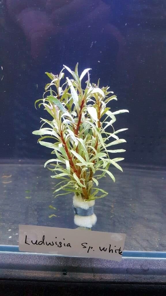 Ludwigia sp.white edge BUKET