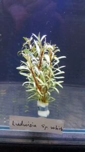Ludwigia sp.white edge BUKET