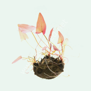 Nymphaea rubra / Nilüfer (Yumru) ADET