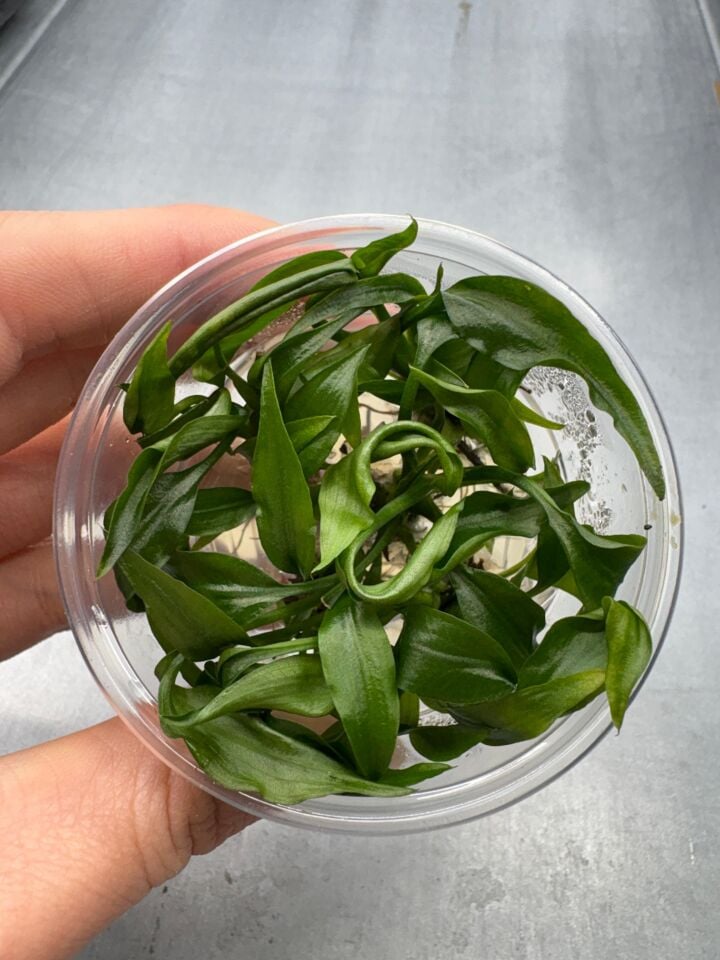 Lagenandra thwaitesii IN VITRO CUP
