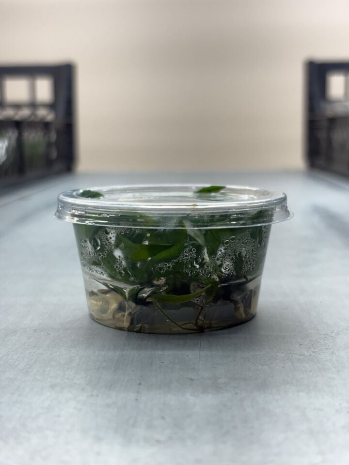 Lagenandra thwaitesii IN VITRO CUP