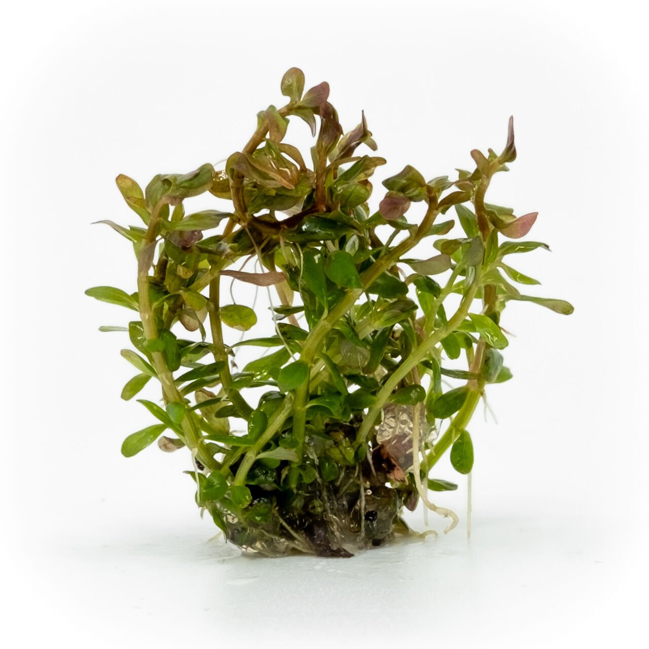 Rotala orange juice EXVITRO