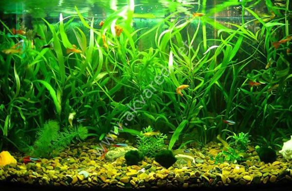 Hygrophila angustifolia SAKSI