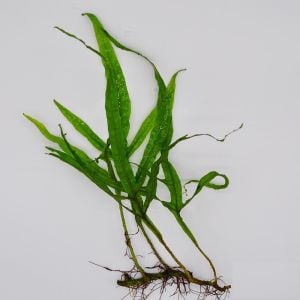 Microsorum pteropus trident (Trident Fern) BUKET