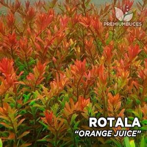 Rotala orange juice EXVITRO