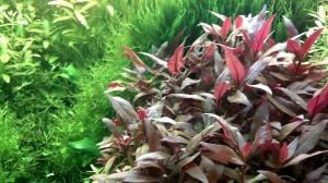 Alternanthera rosaefolia BUKET 