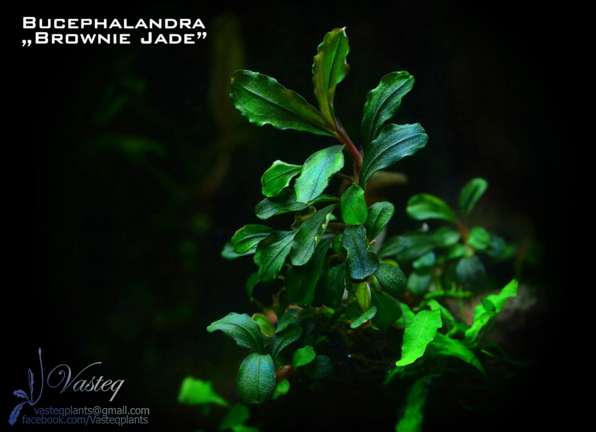 Bucephalandra brownie cheries 10X10 CM PORSİYON