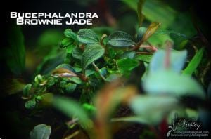 Bucephalandra brownie cheries 10X10 CM PORSİYON