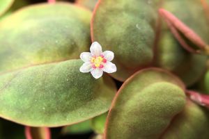 Phyllanthus fluitans red PORSİYON