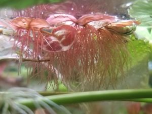 Phyllanthus fluitans red PORSİYON