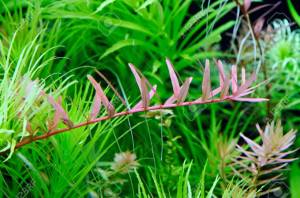 Rotala colorata BUKET