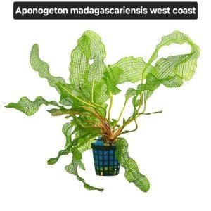 Aponogeton madagascarensis WEST COAST ADET (Yumru) ÖN SİPARİŞ