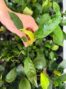Anubias barteri short and sharp ADET ÖN SİPARİŞ