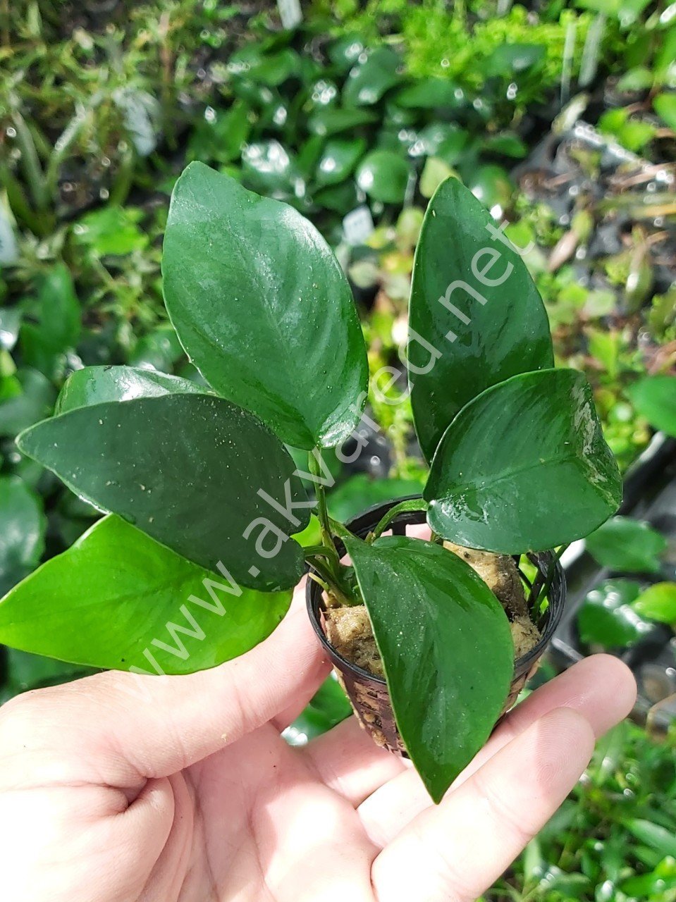 Anubias barteri nana ADET