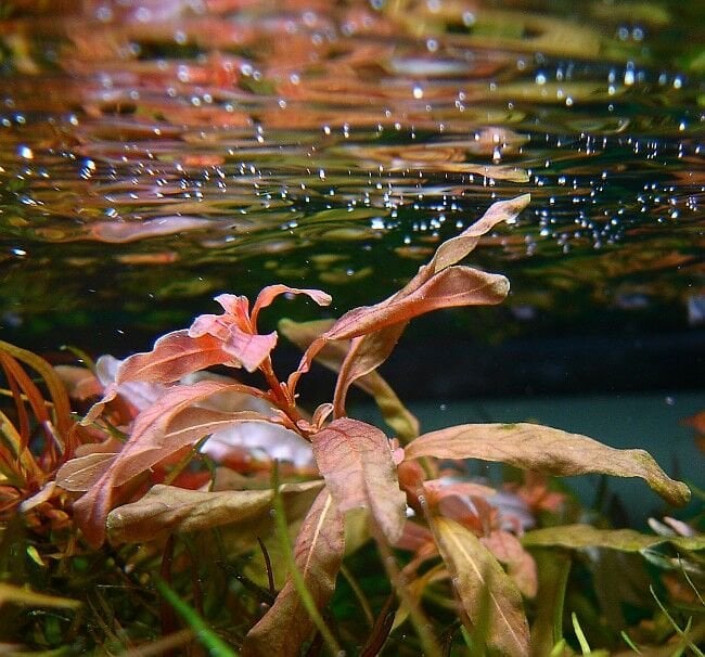 Ludwigia inclinata BUKET