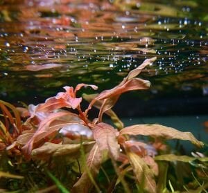 Ludwigia inclinata BUKET