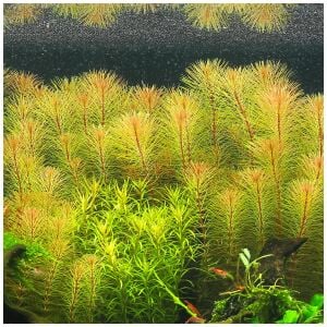 Rotala sp. vietnam BUKET 