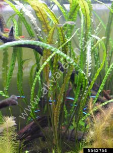 Cryptocoryne crispatula BUKET