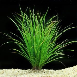 Cyperus helferi BUKET ÖN SİPARİŞ