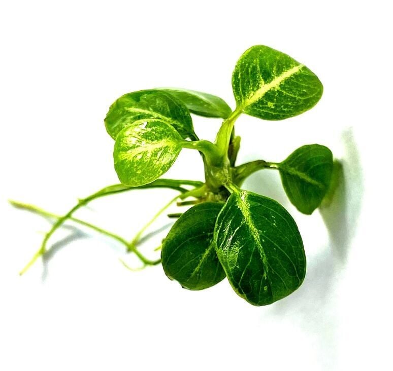 Anubias stardust ADET