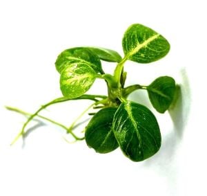 Anubias stardust ADET ÖN SİPARİŞ