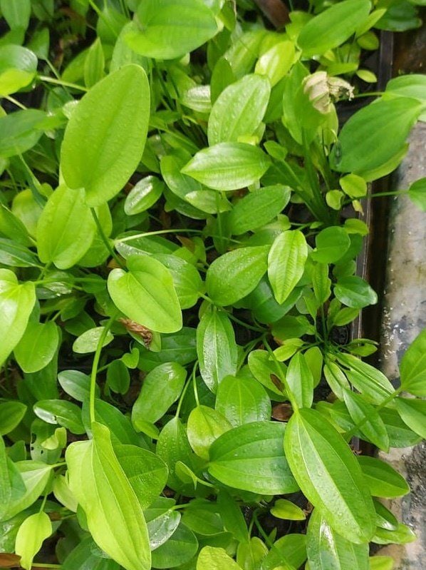 Echinodorus argentinensis İTHAL BUKET