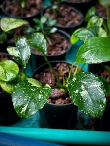 Anubias marble old ADET İTHAL