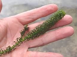 Lagarasiphon major BUKET
