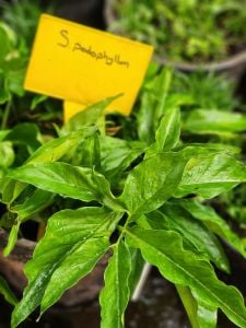 Syngonium podophyllum İTHAL BUKET