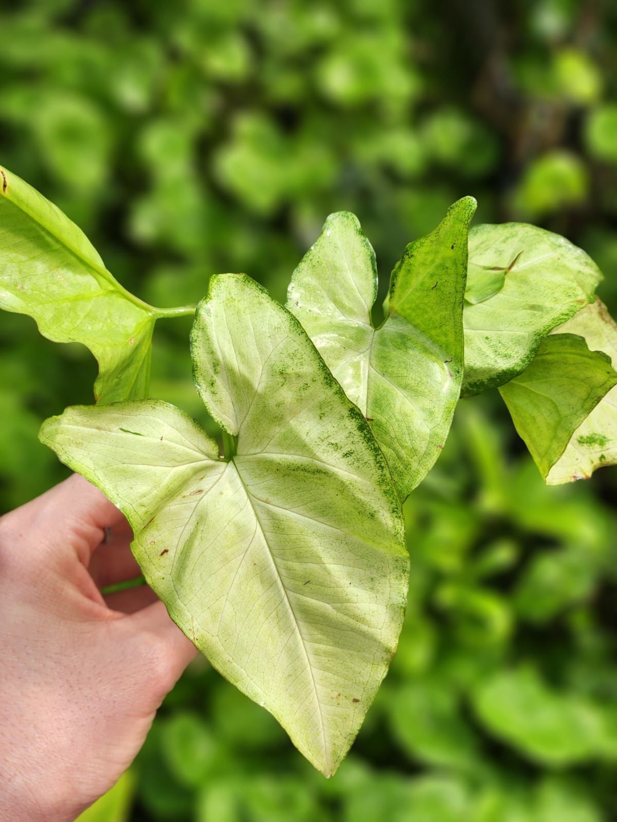 Syngonium spec 'White butterfly' İTHAL BUKET
