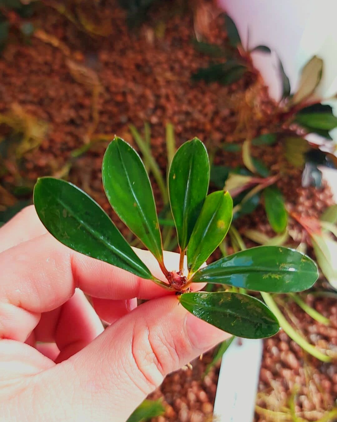 Bucephalandra green paris ADET İTHAL