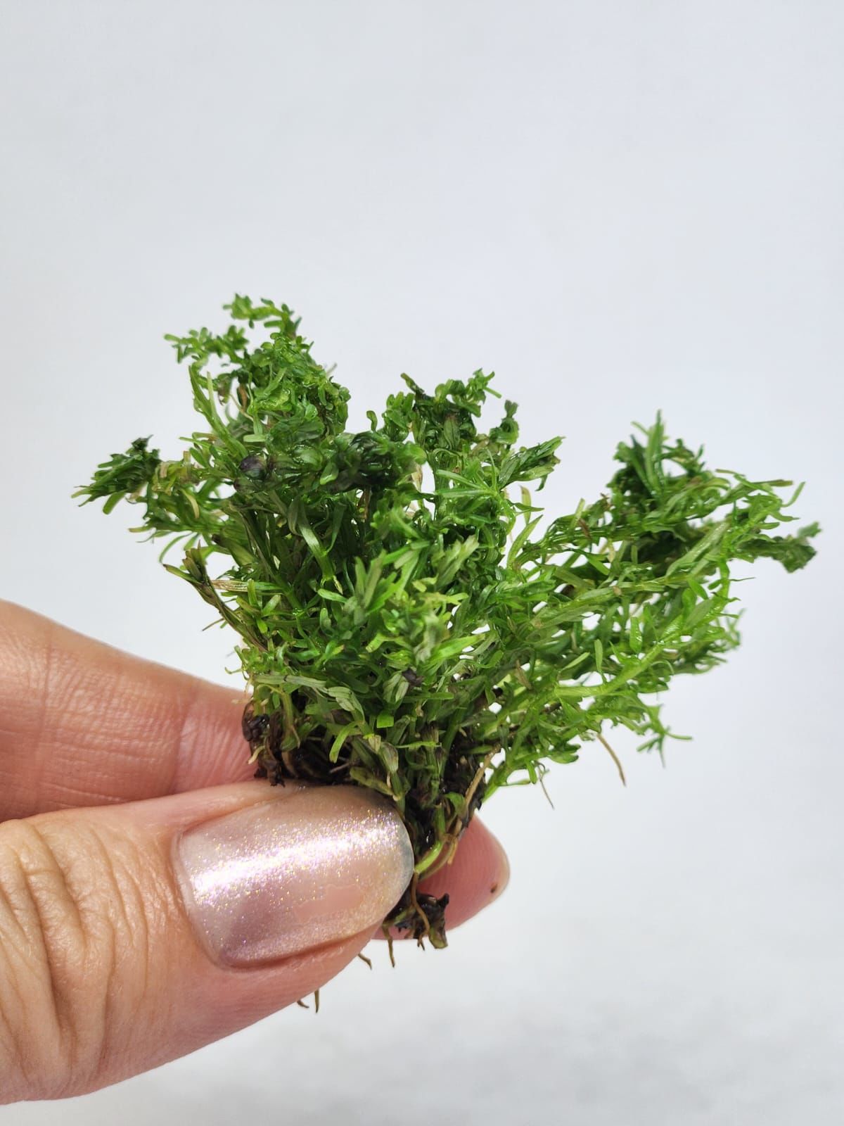 Bacopa myriophylloides EXVITRO