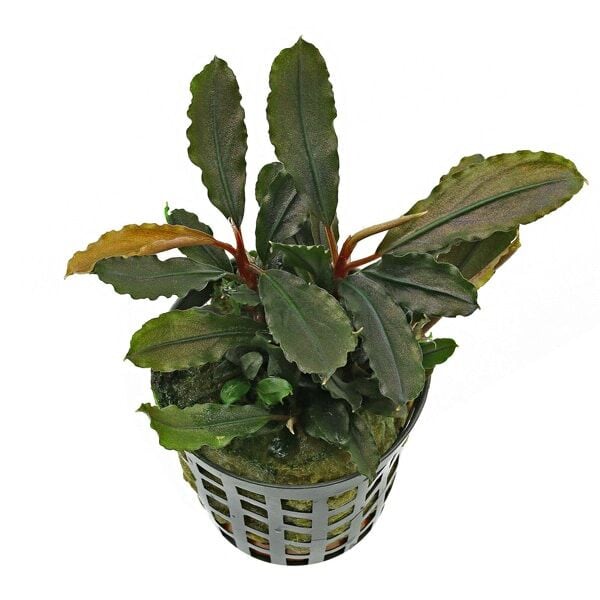 Bucephalandra  lamandau purple ADET İTHAL