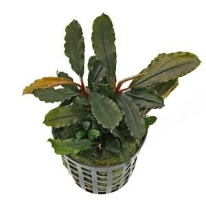 Bucephalandra  lamandau purple ADET İTHAL