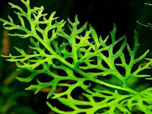 Ceratopteris thalictroides BUKET